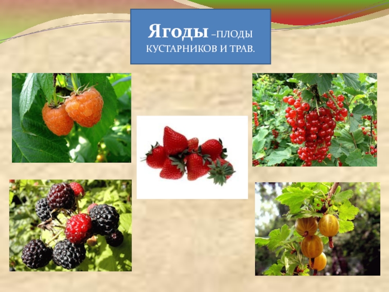 Ягода плод ягоды. Плод ягода. Растения с плодом ягода. Плод кустарников и трав. Плод ягода примеры растений.