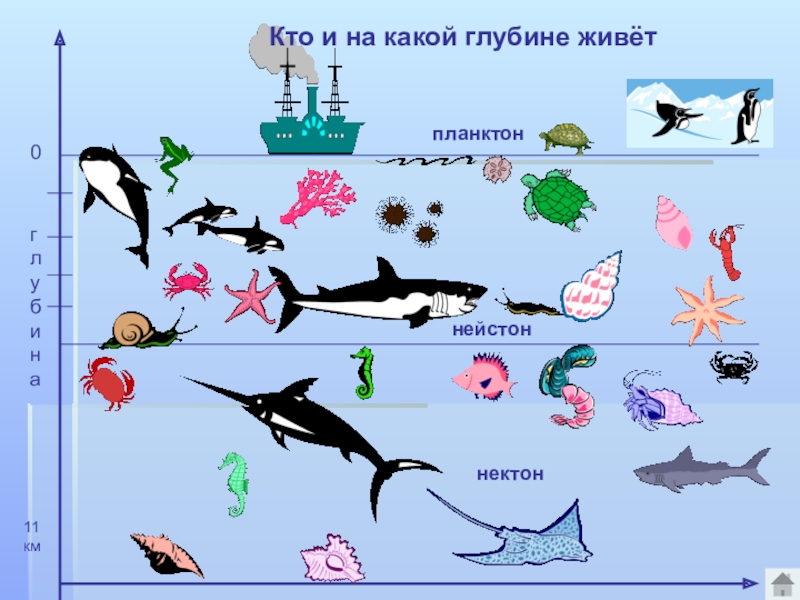 Рисунок жизнь в океане по географии 6 класс