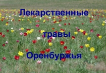 Презентация Лекарственные травы Оренбуржья часть 1