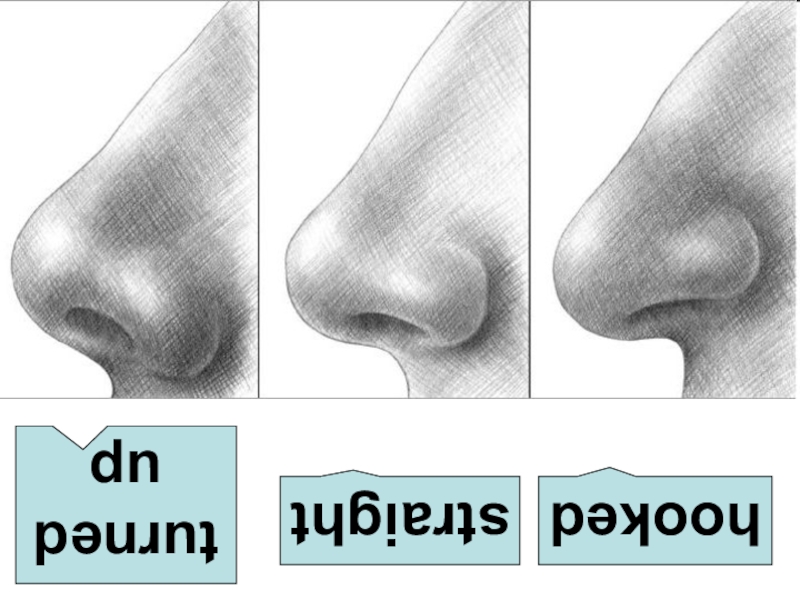 Вздернутый нос рисунок