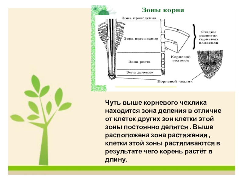 Какие клетки зоны деления. Клетки зоны деления корня. Клетки зоны деления корневого чехлика. Где находится зона деления у корня. Корневой чехлик зона деления зона растяжения.