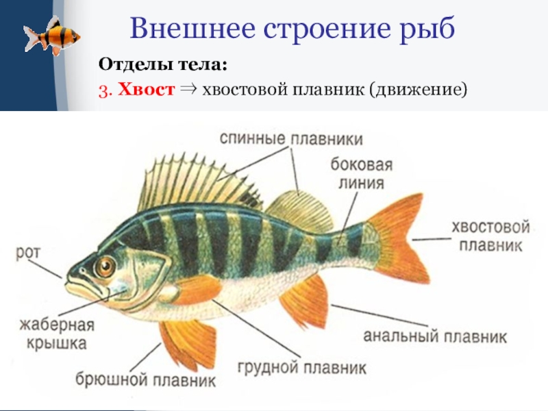 Внешнее строение рыбы 7 класс рисунок