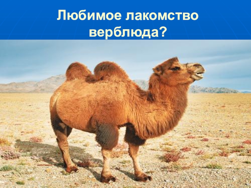 верблюд одногорбый туркменистан. бактриан - двугорбый монгольский верблюд монголия. верблюд калмыцкий бактриан. сомалийский верблюд. астраханский степной верблюд.