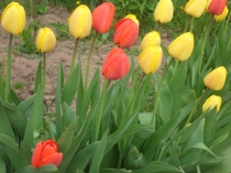 Презентация по биологии по теме Плоды (6 класс)