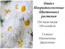 Отдел Покрытосеменные (Цветковые) растения