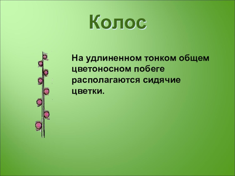 Презентация ботаника подготовка к огэ