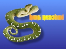 Презентация по биологии животных. Приспособительные приспособления животных.