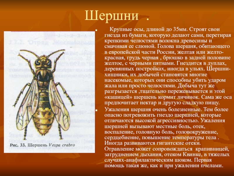 Оса длина. Ядовитые существа в Калужской области. Какой длины Оса. Ядовитые животные Калужской области. Длина осы.