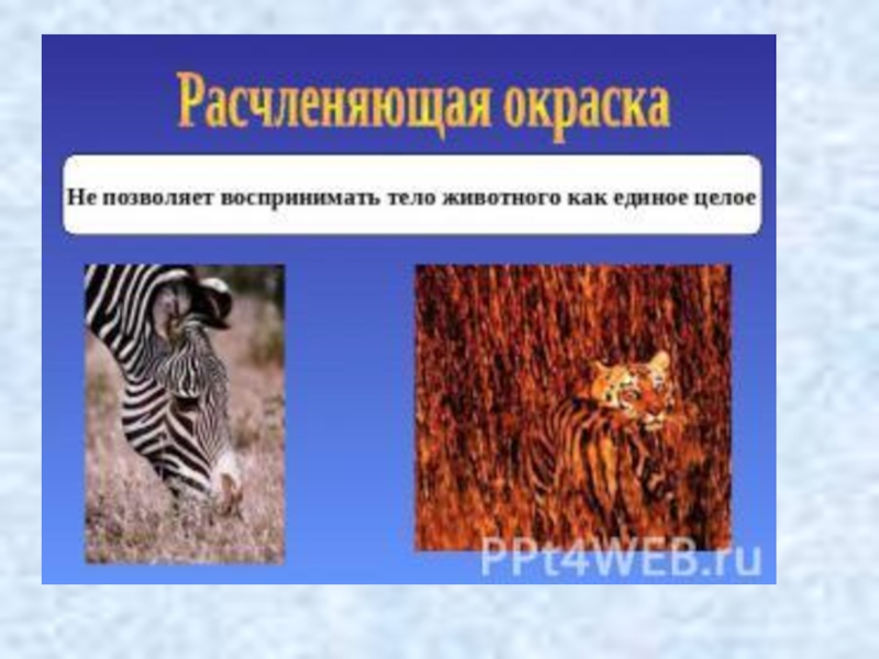 Примеры животных которые спасаются защитной окраской. Расчленяющая окраска. Мимикрия расчленяющая окраска. Расчленяющая окраска картинки. Расчлененная форма тела.