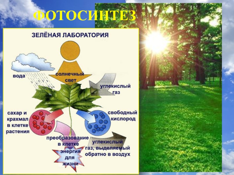 Схема фотосинтеза в природе. Схема фотосинтеза у растений. Фотосинтез растений 3 класс. Фотосинтез картинки. Схема процесса фотосинтеза.