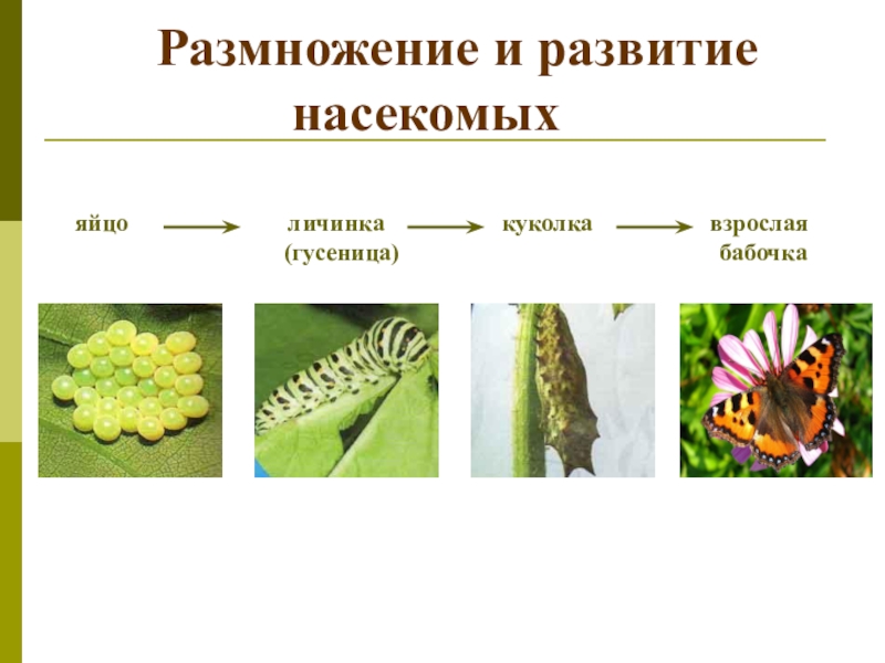 Яйцо личинка. Размножение и развитие насекомых 3 класс. Этапы размножения насекомых. Цепи размножения и развития насекомых. Размножение и развитие насекомых 3 класс окружающий мир.