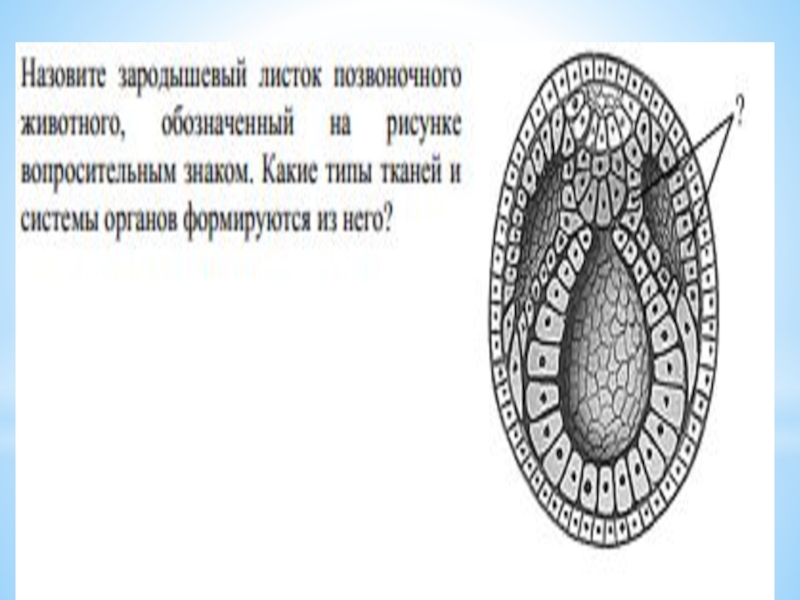 Назовите зародышевый листок позвоночного животного обозначенный на рисунке