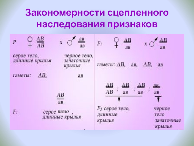 Презентация на тему наследование