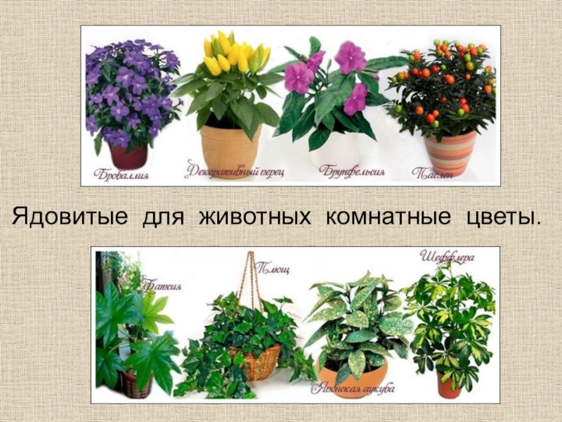 Ядовитые комнатные растения для кошек фото и названия