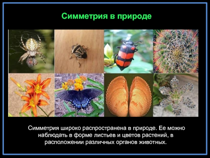 Симметрия в природе Симметрия широко распространена в природе. Ее можно наблюдать в форме листьев и цветов растений,