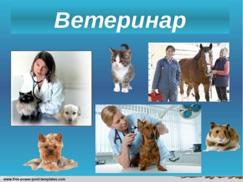 Специальность ветеринар