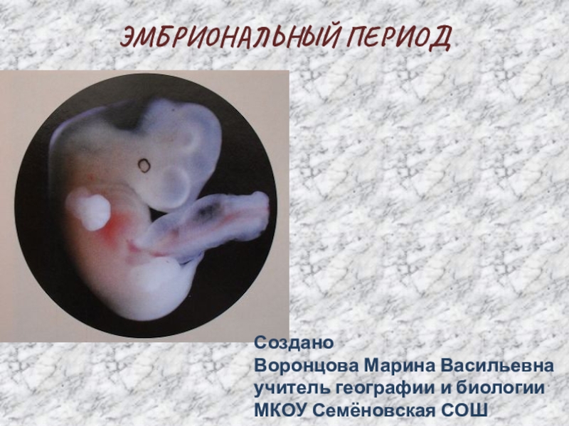 В эмбриональном этапе выделяют. Эмбриональный период. Эмбриональный период развития. Эмбриональный период животных. Эмбриональный период развития животных.