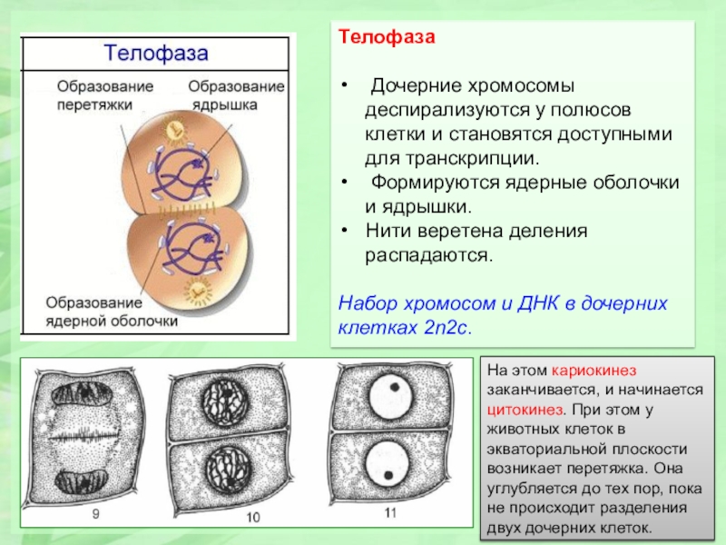 Дочерних клетках любого организма при митозе образуется. Фазы митоза кариокинез и цитокинез. Телофаза митоза. Кариокинез и цитокинез в митозе. Телофаза n2c.