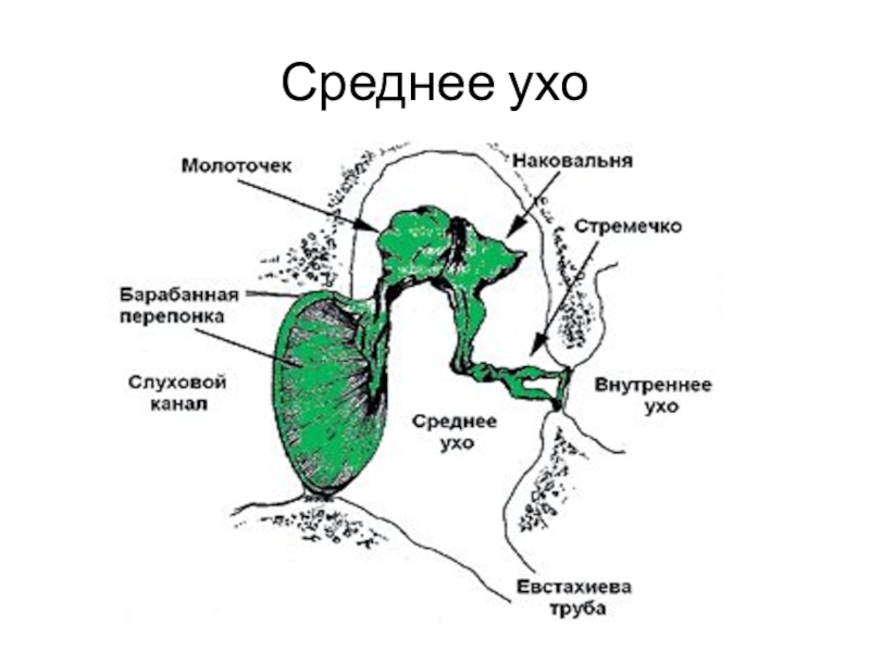 Анализаторы слуха и равновесия презентация 8 класс биология