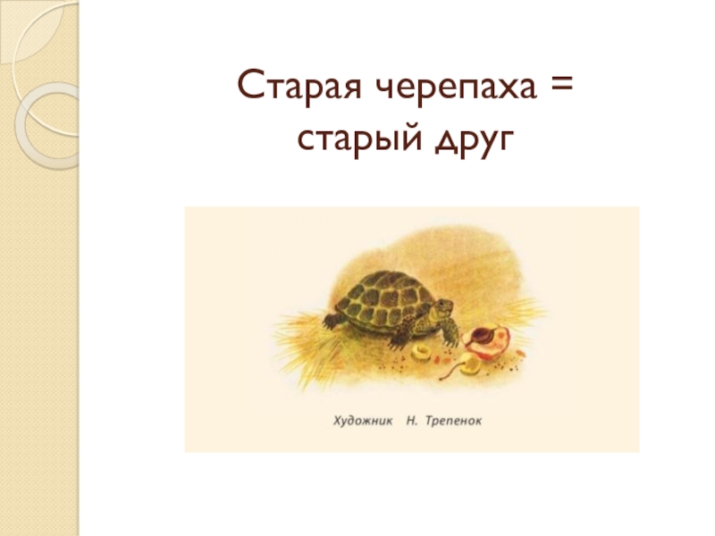 Рассказ старая черепаха. Ю.М. Нагибин. "Старая черепаха".. Старая черепаха иллюстрации. Толстой черепаха иллюстрации.