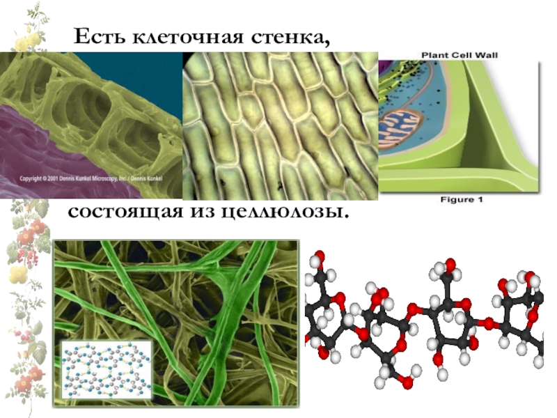 Клеточная стенка растений презентация