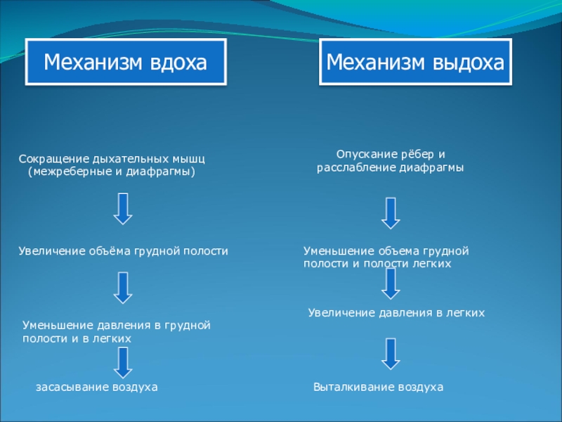 На рисунке изображены вдох и выдох человека определите