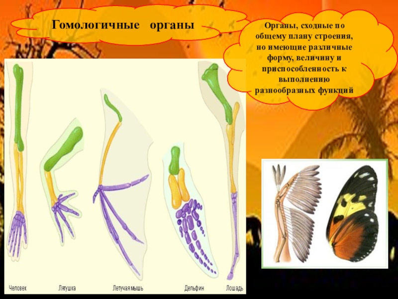 Органы с разными функциями но общим планом строения