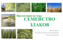 Презентация по биологии на тему Злаки 6 класс