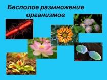 Презентация по биологии Бесполое размножение организмов
