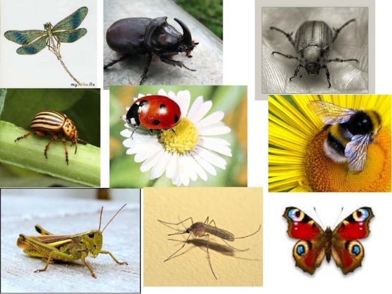 Презентация Презентация к уроку окружающего мира на тему Разнообразие насекомых. Пауки. (3 класс)