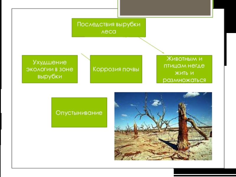 Последствия вырубки леса презентация