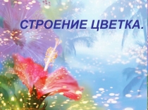 Презентация по биологии на тему Цветок (6 класс)