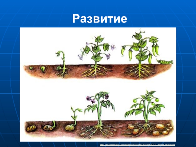 Картинки этапы развития растений