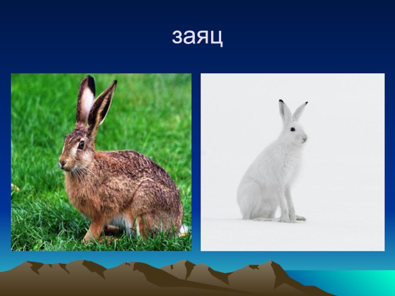 Заяц для презентации. Слайд заяц. Заяц для презентации окружающий мир. Проект о слове заяц. Гласные в слове заяц