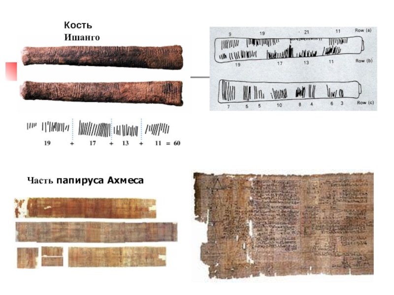 Папирус минусинск. Кость Ишанго. Первые зарубки на костях Ишанго. Математические символы кость Ишанго. Кость Ишанго фото.