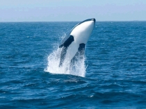 Животный мир морей и океанов