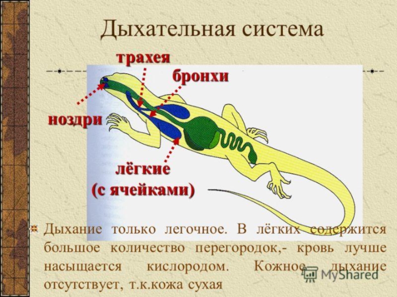 Презентация по биологии 7 класс рептилии