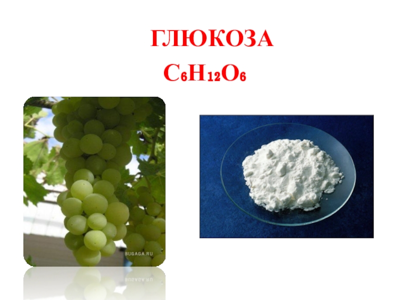 Презентация по теме сахароза химия 10 класс
