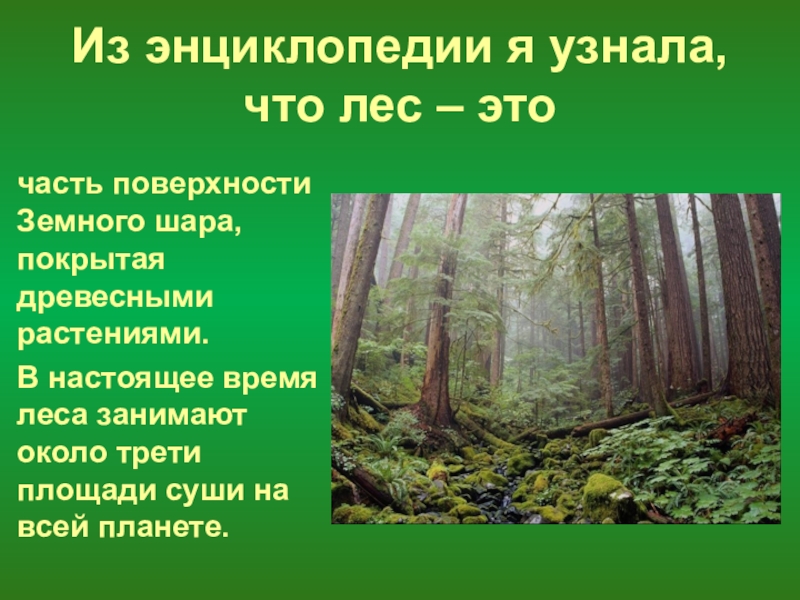 Режим леса. Лес для презентации. Правовой режим лесов. Слайд леса. День леса презентация для начальной школы.