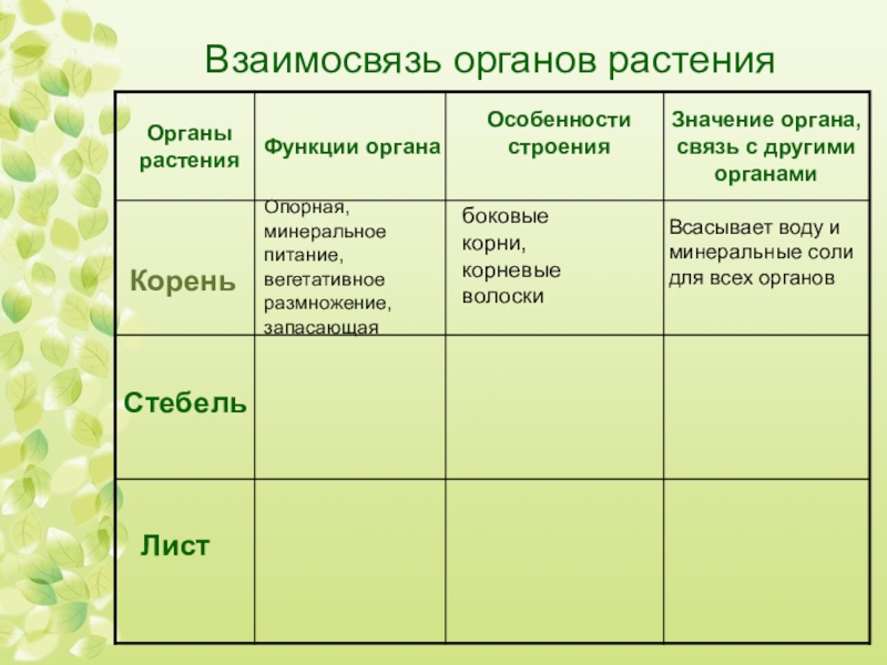 Органы растений 6 класс биология презентация