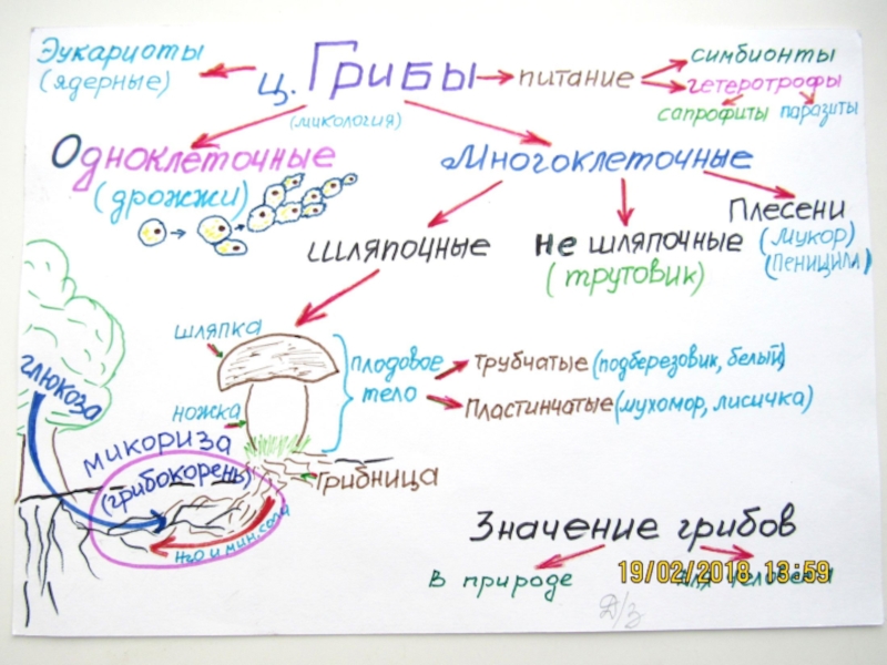 Какие бывают конспекты. Конспекты по биологии. Опорный конспект по биологии. Логические опорные конспекты по биологии. Опорный конспект рисунок.