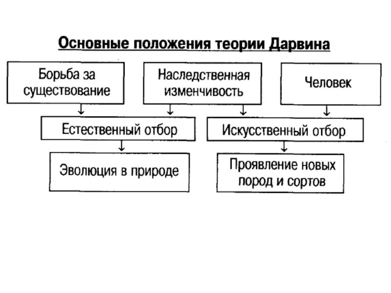 Положения эволюции. Основные положения теории Дарвина таблица. Основные положения теории эволюции ч Дарвина. Охарактеризовать основные положения эволюционной теории ч.Дарвина.. Основные положения теории эволюции Чарльза Дарвина.