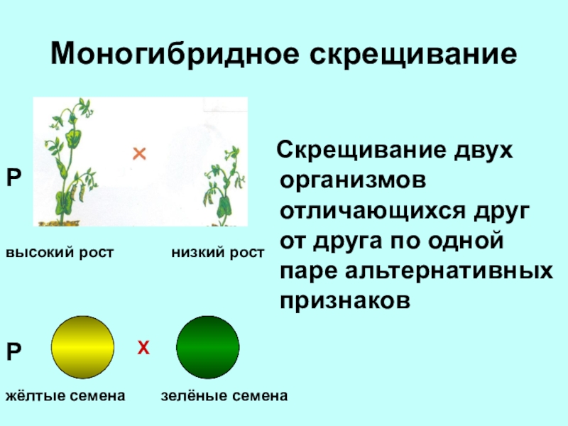 Презентация по теме моногибридное скрещивание 10 класс