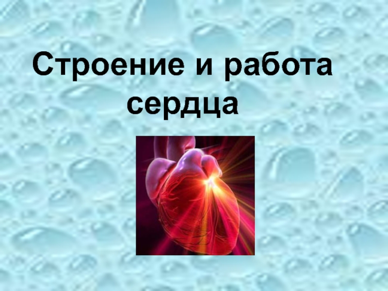 Презентация Презентация по биологии на тему  Строение сердца человека (8 класс)