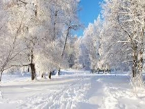 Презентация  Зимующие птицы 1 класс