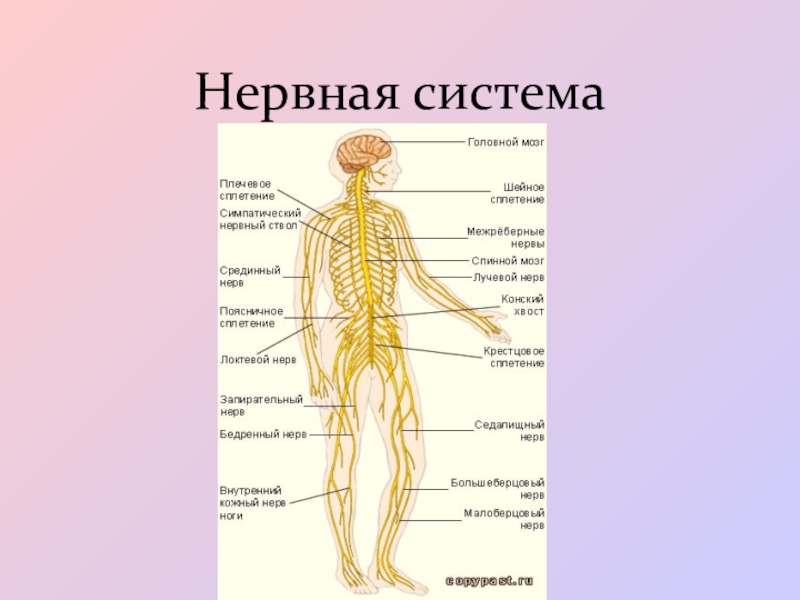 Какие бывают нервы. Нервная система человека. У кого ещё есть нервная система. XI нерв.