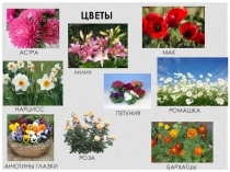 Презентация к уроку развития речи Садовые цветы (для коррекционных школ)