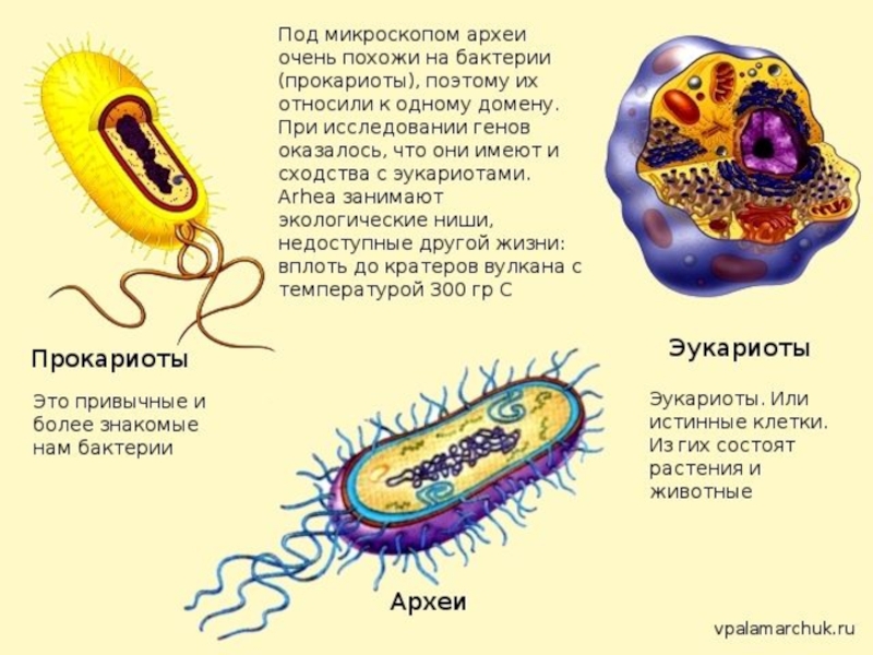 Развитие прокариот. Архебактерии строение клетки. Бактерии археи и эукариоты. Прокариоты архебактерии. Археи прокариот или эукариот.