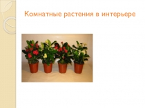 Презентация Комнатные цветы в интерьере