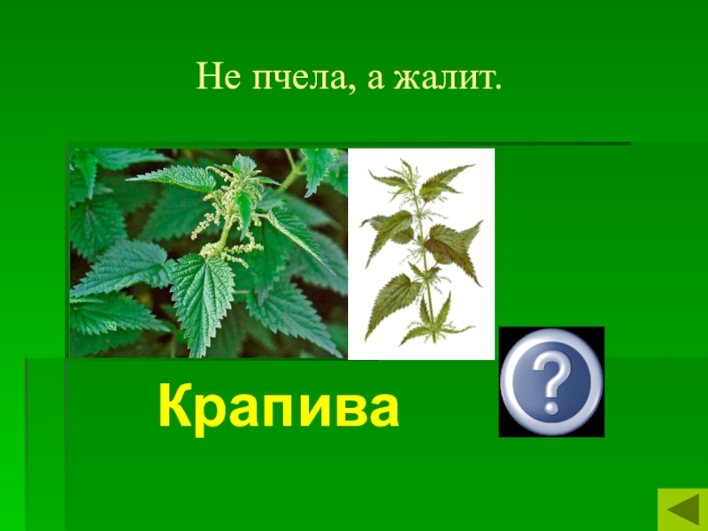 Крапива очень больно жжется. Крапива жжется. Почему крапива жжется. Почему крапива жалит. Почему крапива.